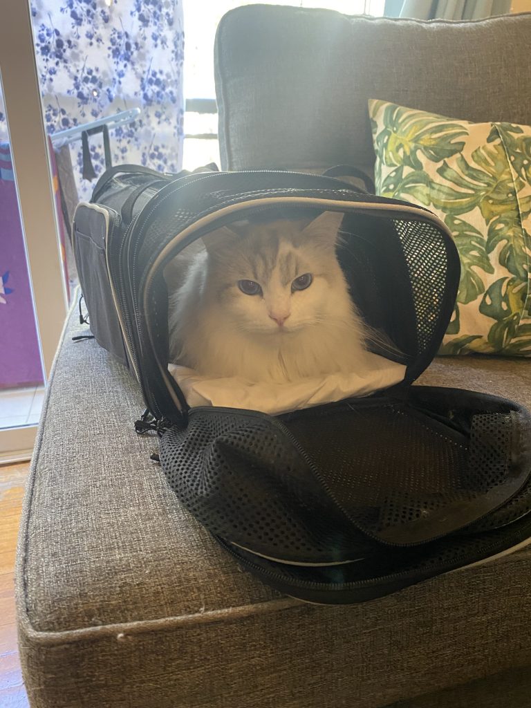 Airline Approved Cat Carrier