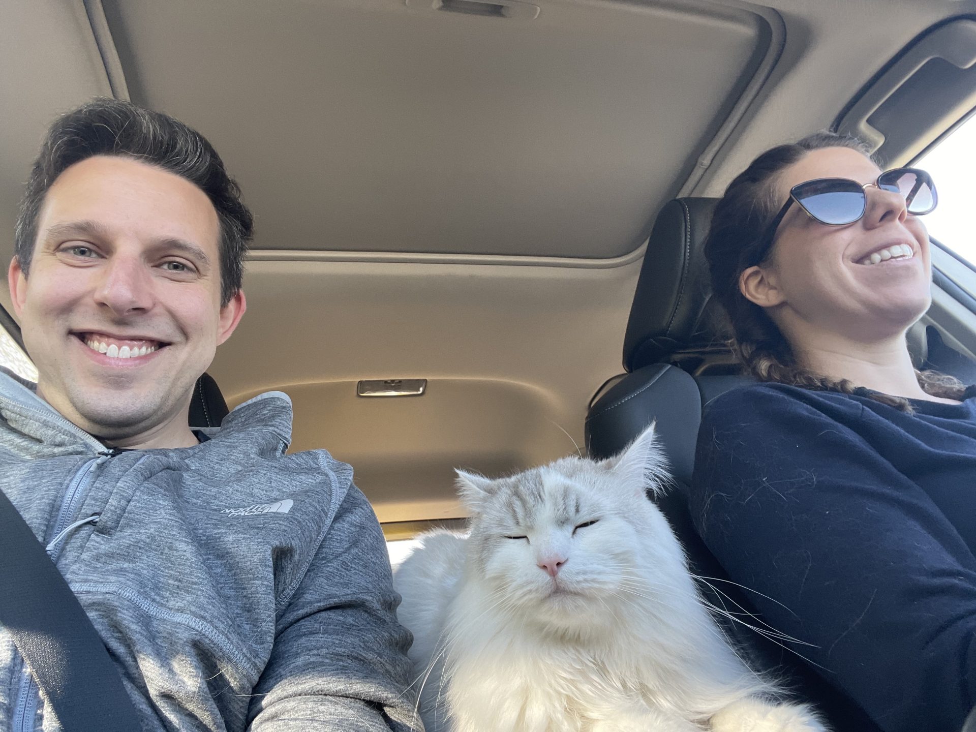 Cat on a road trip