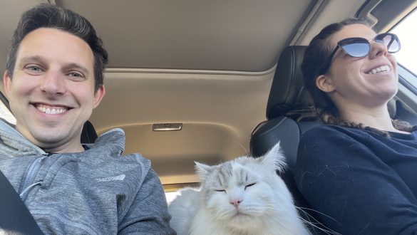 Cat on a road trip