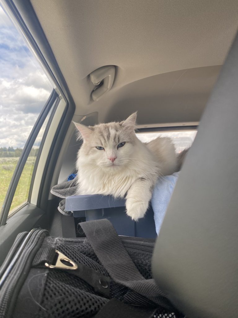 Cat on a road trip