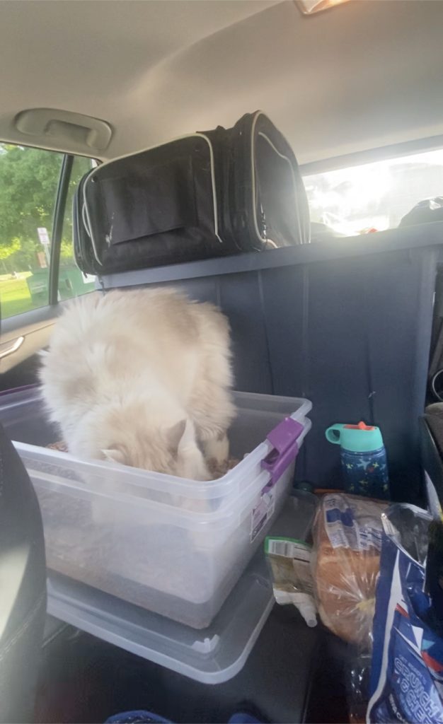 Cat going to the bathroom in a car